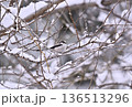 エナガ　雪の中を飛ぶ元気なエナガ 136513296