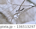 エナガ　雪の中を飛ぶ元気なエナガ 136513297