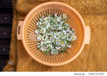 Chamomile flowers in colander on rustic cloth, top view Chamomile flowers in colander on rustic cloth, top view 136513367