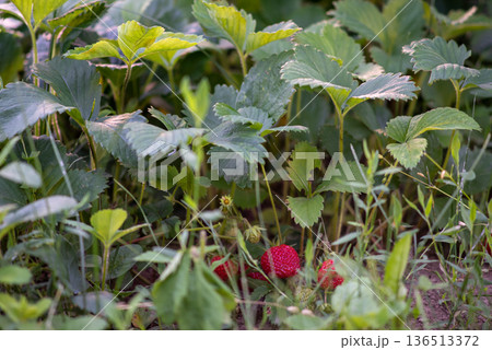Ripe wild strawberry in garden patch with green leaves 136513372