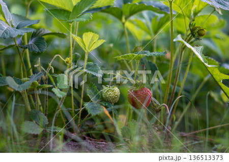 Ripe and unripe strawberries growing on plant in garden Ripe and unripe strawberries growing on plant in garden 136513373
