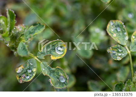 Macro Clover Leaves With Dew Drops After Rain 136513376