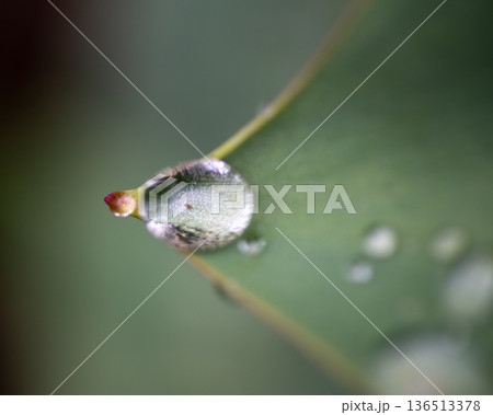 Macro Water Droplet on Green Leaf Edge 136513378
