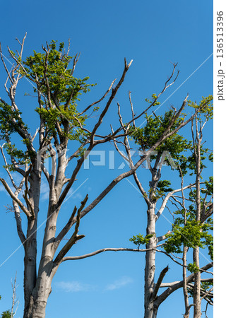 Bare Trees with Sparse Leaves Against Blue Sky Bare Trees with Sparse Leaves Against Blue Sky 136513396