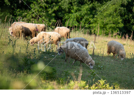 Sheep Grazing in a Sunny Meadow Sheep Grazing in a Sunny Meadow 136513397