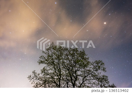 Starry night sky with tree silhouette Starry night sky with tree silhouette 136513402