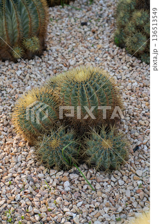 Golden barrel cacti family thriving on desert gravel, showcasing resilience against arid conditions and sustainable landscaping 136513549