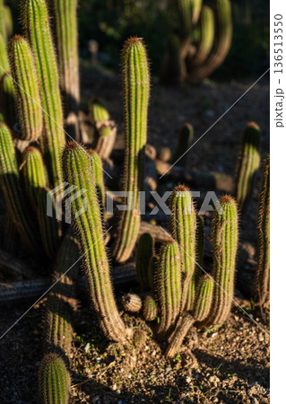 Group of columnar green cacti growing in dry desert ground under warm sunlight, showing resilience and natural beauty in xeric conditions 136513550