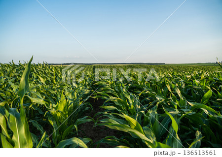 Lush green cornfield under a clear blue sky, showing young crops growing in rows, representing agriculture, food production, sustainability, and farming success in the summer 136513561