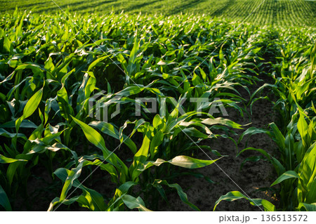 Green cornfield developing in rows under natural sunlight, showing the growth process of maize crops, symbolizing agricultural success and sustainable farming practices 136513572