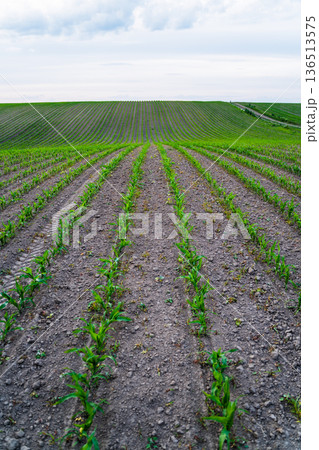 Young corn plants growing in neat rows on fertile farmland, representing sustainable agriculture practices and the promise of future harvest season Young corn plants growing in neat rows on fertile farmland, representing sustainable agriculture practices and the promise of future harvest season 136513575