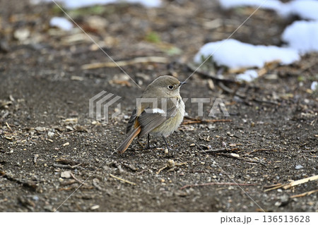 ジョウビタキ ジョビ子 メス 野鳥 ジョウビタキ ジョビ子 メス 野鳥 136513628