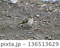ジョウビタキ　ジョビ子　メス　野鳥 136513629