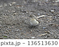 ジョウビタキ　ジョビ子　メス　野鳥 136513630