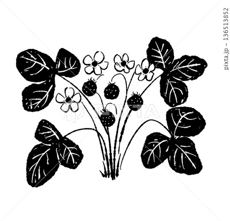 実と花がついたワイルドストロベリーの株イラスト 実と花がついたワイルドストロベリーの株イラスト 136513852