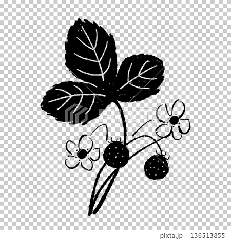 実と花がついた野イチゴの枝イラスト 136513855