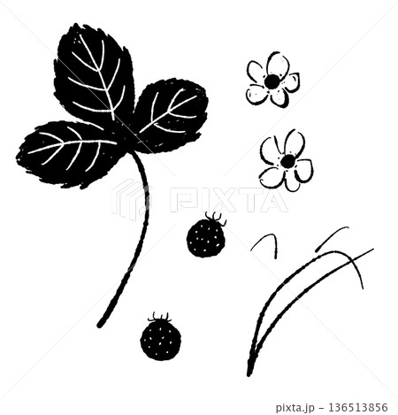 ラフなタッチで描かれた野イチゴの葉と実のセット 136513856