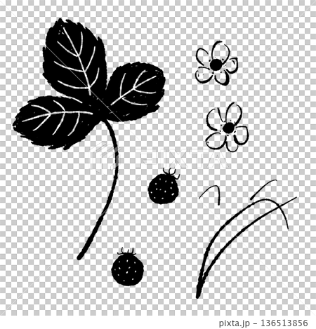 ラフなタッチで描かれた野イチゴの葉と実のセット 136513856