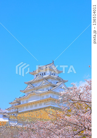 兵庫県姫路市、満開の桜と姫路城の風景 兵庫県姫路市、満開の桜と姫路城の風景 136514011