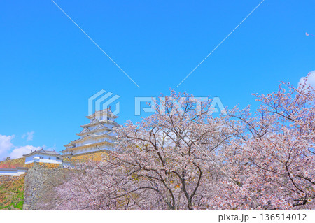 兵庫県姫路市、満開の桜と姫路城の風景 兵庫県姫路市、満開の桜と姫路城の風景 136514012