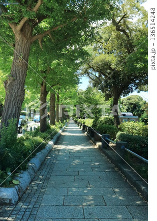 初夏の陽光が降り注ぐ、緑豊かな都市の散歩道 136514248