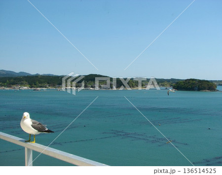 ウミネコと志津川湾 1205 05 ウミネコと志津川湾 1205 05 136514525