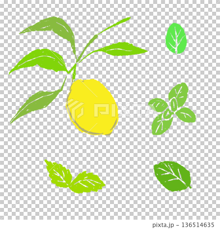 一組檸檬和薄荷枝條的插圖。新鮮的豐收景象。 136514635