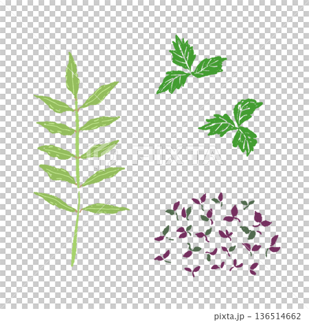木の芽と穂紫蘇の薬味セットイラスト 刺身や料理のあしらい素材 136514662