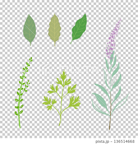 Set illustration of leafy herbs, green materials such as Italian parsley and sage Set illustration of leafy herbs, green materials such as Italian parsley and sage 136514668
