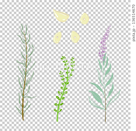 直立式香草組合插圖：迷迭香、薰衣草、百里香 136514670