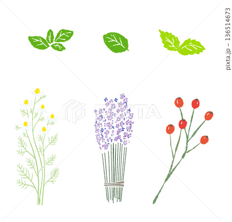 花と実のハーブセットイラスト ラベンダー・カモミール・ローズヒップ 花と実のハーブセットイラスト ラベンダー・カモミール・ローズヒップ 136514673