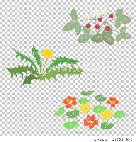 エディブルフラワーと野草のセットイラスト タンポポ・ナスタチウム・野イチゴ 136514679