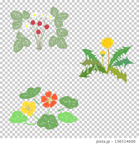 Set illustration of wild plants and berries: wild strawberry, dandelion, nasturtium 136514680