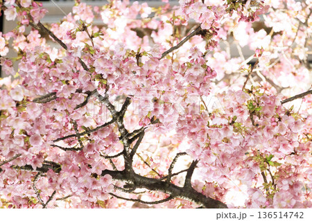三浦海岸駅のライトアップされた河津桜 136514742