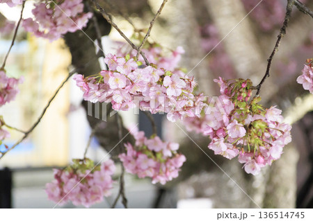 三浦海岸駅のライトアップされた河津桜 136514745