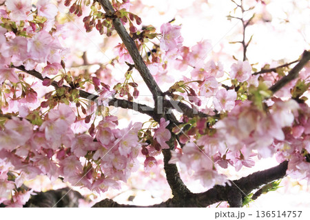 三浦海岸駅のライトアップされた河津桜 三浦海岸駅のライトアップされた河津桜 136514757