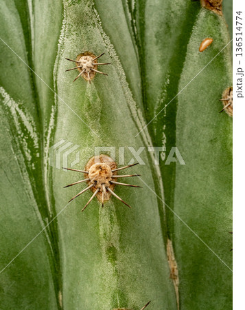 Round and fluffy around the sharp thorns on the cactus Round and fluffy around the sharp thorns on the cactus 136514774