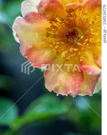 Shape and colors of La Parisienne roses that bloom in the garden 136514778