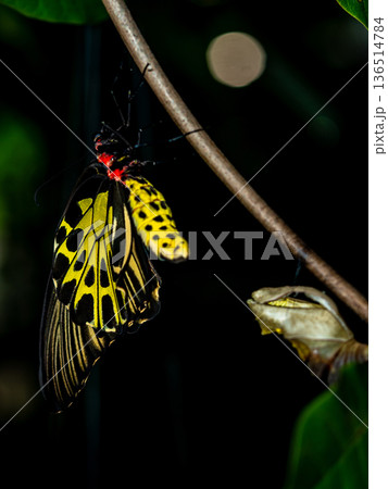 A golden birdwing butterfly has just emerged from her chrysalis A golden birdwing butterfly has just emerged from her chrysalis 136514784