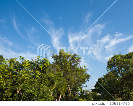 White fluffy clouds in the bright blue sky with glare and bright light of Sun over the pine trees 136514796