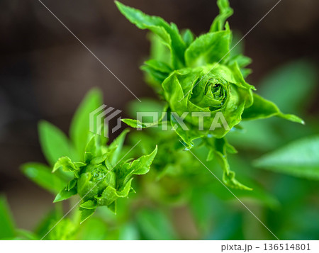 Shape and colors of Princess Midori roses that begin to bloom Shape and colors of Princess Midori roses that begin to bloom 136514801
