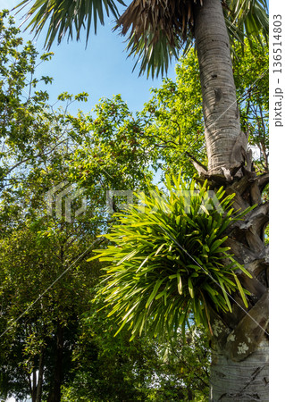A clump of Cymbidium aloifolium orchids clings to a palm tree 136514803