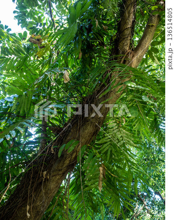 A clump of Oak leaf fern clings to a big tree 136514805