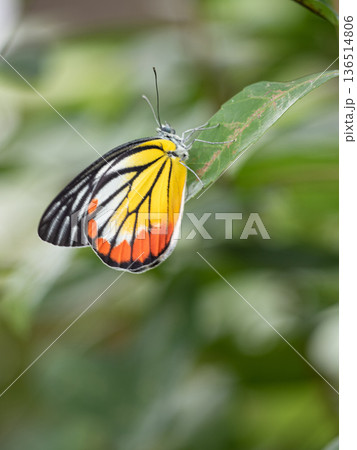 A Painted Jezebel in the garden 136514806