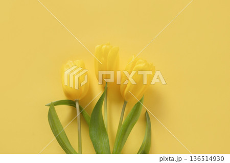 Yellow tulips on bright yellow spring background Yellow tulips on bright yellow spring background 136514930