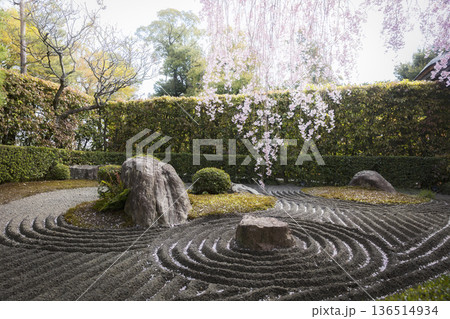 京都 妙心寺 退蔵院の庭園と枝垂れ桜 京都 妙心寺 退蔵院の庭園と枝垂れ桜 136514934