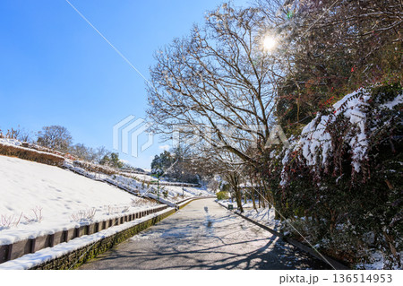 青空と陽光に包まれた雪の園路 ぎふワールドローズガーデンの冬景色 136514953