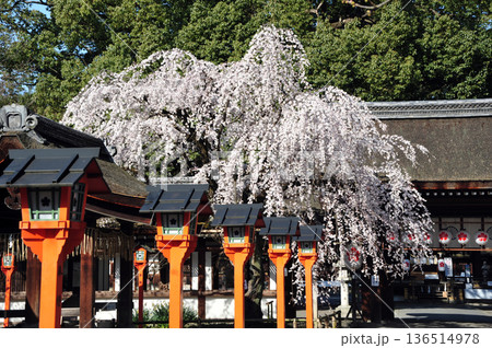 京都の桜　平野神社　満開の魁桜 136514978