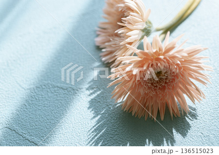 水色背景にピンクのガーベラ2輪 光と影の春の花 水色背景にピンクのガーベラ2輪 光と影の春の花 136515023