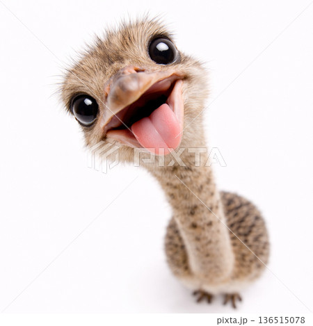 ダチョウ 136515078